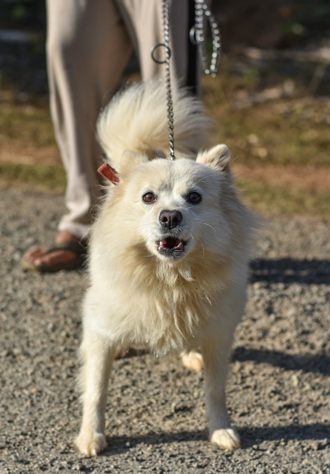 Dog barking while a person holds its leash